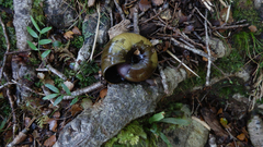 Powelliphanta