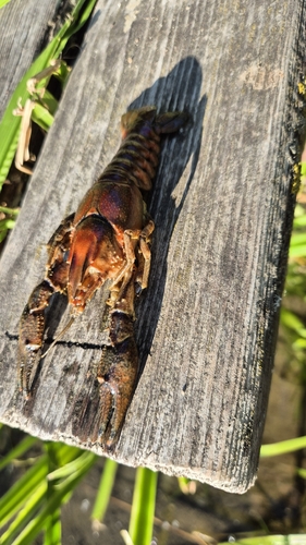 Spinycheek Crayfish