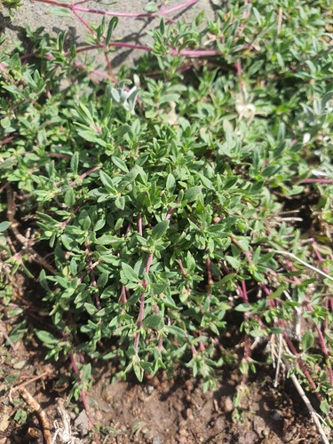 Thymus mongolicus, photograph 2