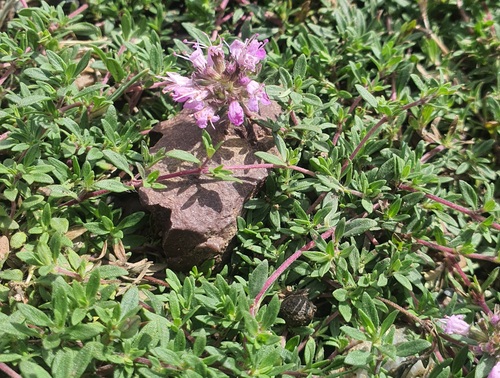 Thymus mongolicus, photograph 1