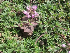 (c) Urgamal Magsar, some rights reserved (CC BY) Thymus mongolicus, photograph (c) Urgamal Magsar, some rights reserved (CC BY)