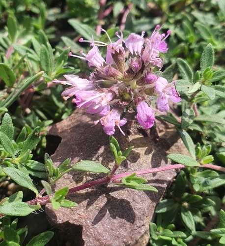 Thymus mongolicus, photograph 4