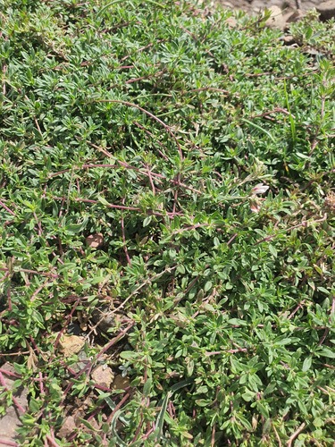 Thymus mongolicus, photograph 5