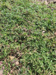 (c) Urgamal Magsar, some rights reserved (CC BY) Thymus mongolicus, photograph (c) Urgamal Magsar, some rights reserved (CC BY)