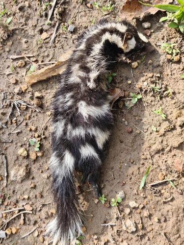 Zorrillo manchado sureño observed by virghen