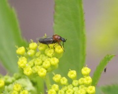 Dilophus tibialis breviceps