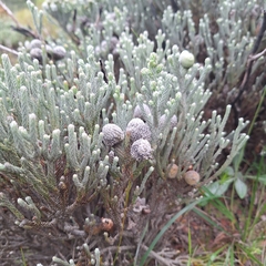 Brunia laevis, photograph (c) Adele SL, some rights reserved (CC BY)