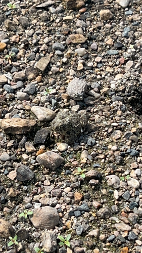 Canadian Toad