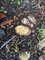 Ileodictyon cibarium