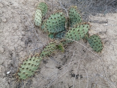 Opuntia rastrera