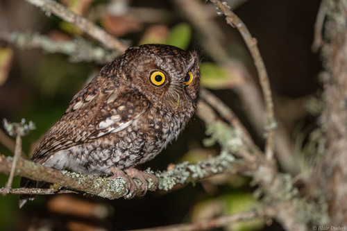 Bearded Screech-owl