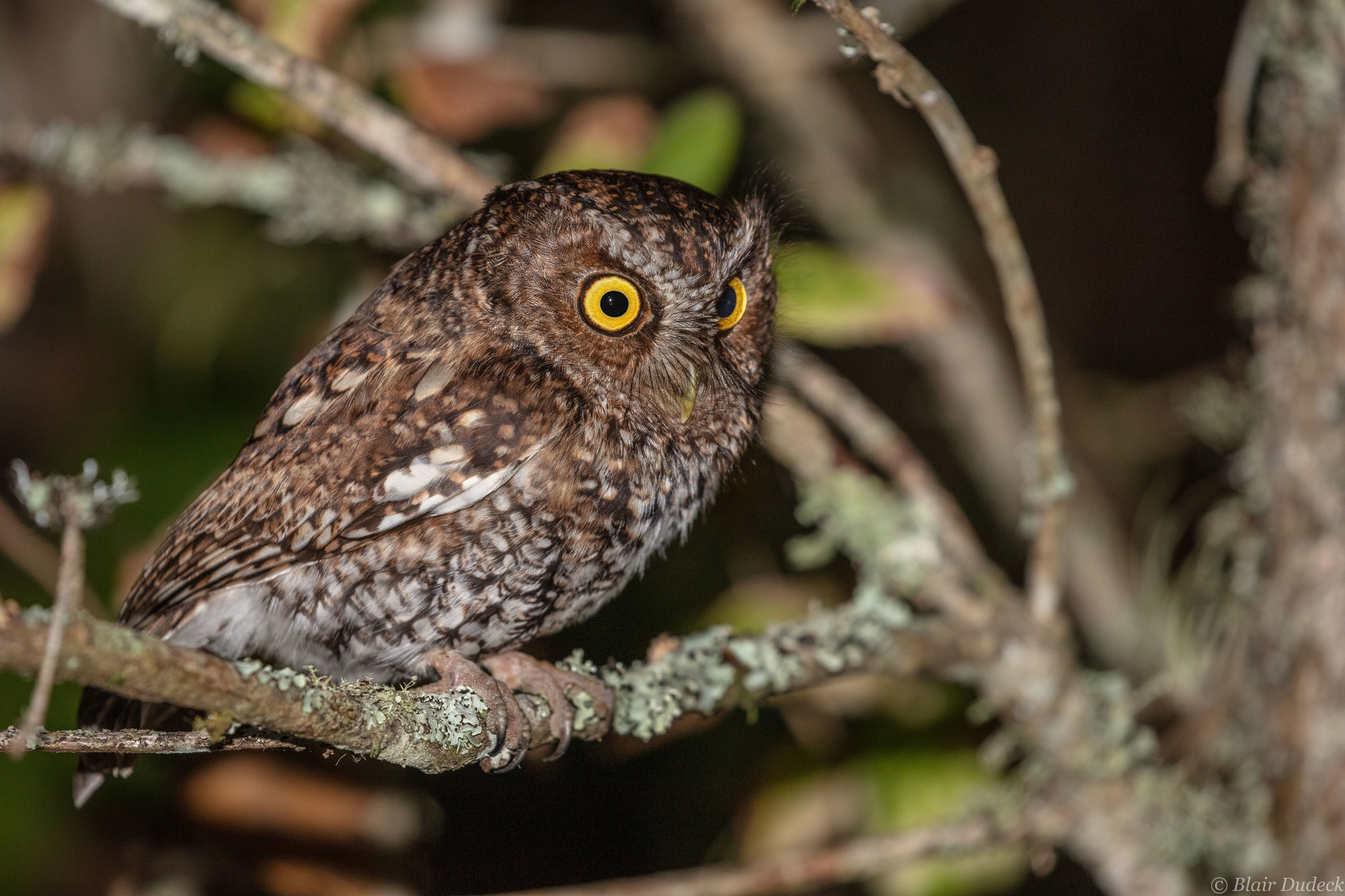 Bearded Screech Owl (Megascops barbarus), photo 3