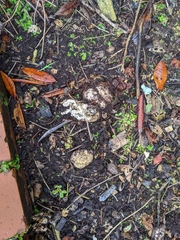 Ileodictyon cibarium