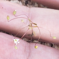 Nemacladus sigmoideus