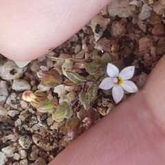 Nemacladus breviflorus