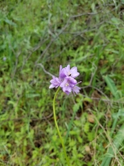 Dipterostemon capitatus