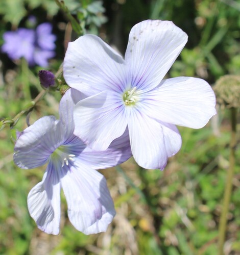Linum narbonense, photograph 2