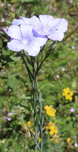 Linum narbonense, photograph 4