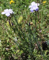 Linum narbonense, photograph (c) Lídia Carrera, some rights reserved (CC BY)