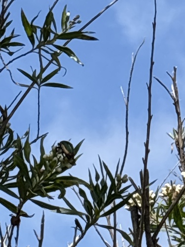iNaturalist observation photo of Figeater Beetle