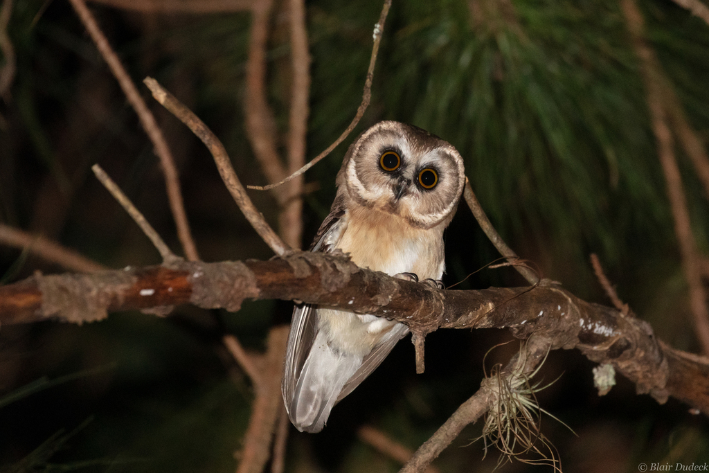 Unspotted Saw-whet Owl (Aegolius ridgwayi) photo