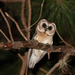 Unspotted Saw-whet Owl - Photo (c) Blair Dudeck, some rights reserved (CC BY), uploaded by Blair Dudeck