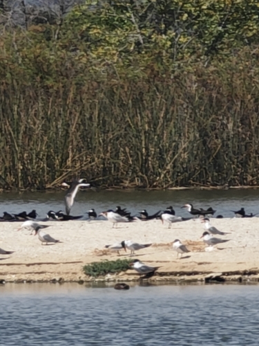iNaturalist observation photo of Black Skimmer
