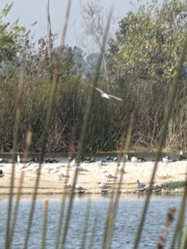 iNaturalist observation photo of Caspian Tern
