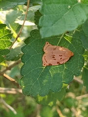 Archips rileyana