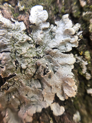 Crespoa crozalsiana