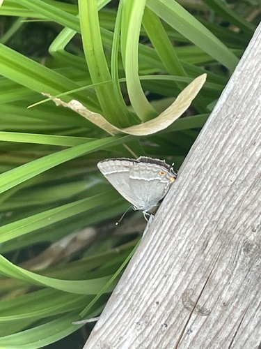 Purple hairstreak