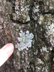 Crespoa crozalsiana
