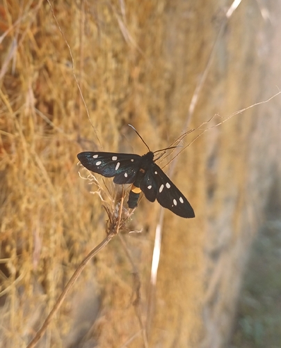 Nine-spotted Moth