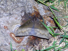 Ischyja