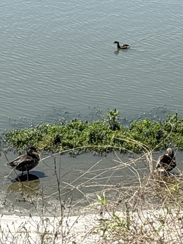 iNaturalist observation photo of Mallard