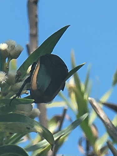iNaturalist observation photo of Figeater Beetle