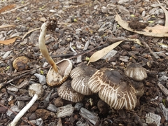 Agaricus rotalis