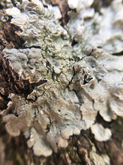 Crespoa crozalsiana