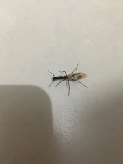 Camponotus mirabilis