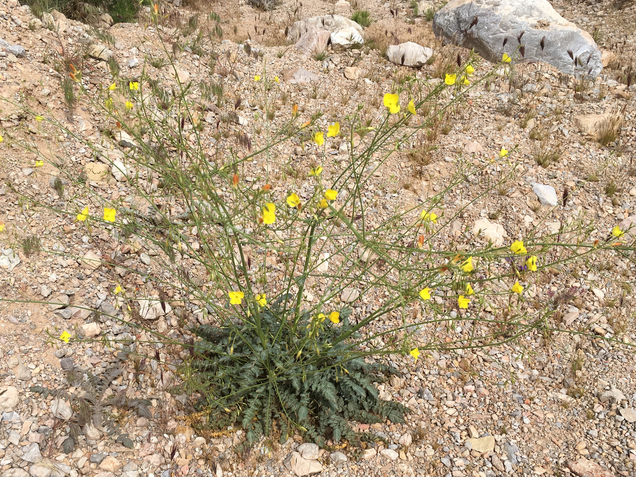 Chylismia multijuga
