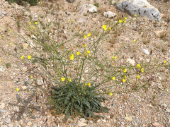Chylismia multijuga