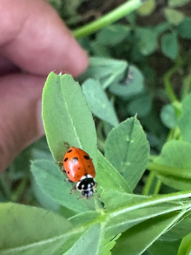 Variegated Lady Beetle