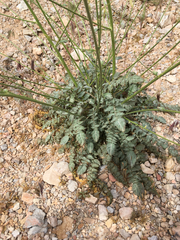 Chylismia multijuga