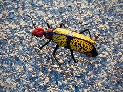 Tegrodera aloga