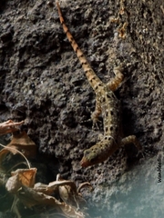 Gonatodes albogularis