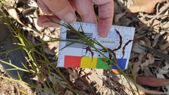 Acacia continua