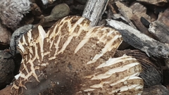 Agaricus rotalis