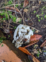 Ileodictyon cibarium