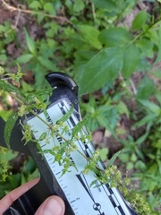 Urtica chamaedryoides