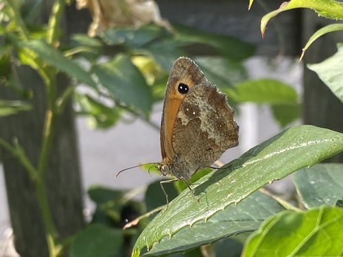 Gatekeeper
